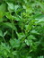 Petroselinum crispum, Blattpetersilie, Färbepflanze, Färberpflanze, Pflanzenfarben,  färben, Klostergarten Seligenstadt